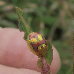 Paropsisterna nobilitata