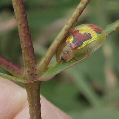 Paropsisterna nobilitata