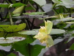 Nymphaea ampla