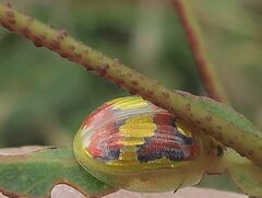 Paropsisterna nobilitata