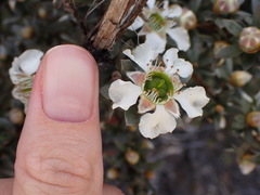 Leptospermum lanigerum