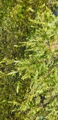 Thuidium