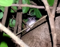 Ototylomys phyllotis