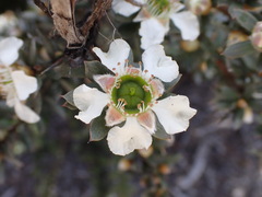 Leptospermum lanigerum