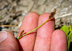 Carex crawfordii