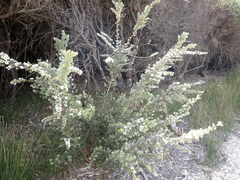 Leptospermum lanigerum