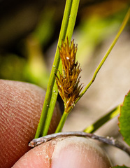 Carex crawfordii