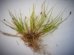 Carex crawfordii