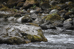 Cinclus leucocephalus