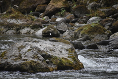 Cinclus leucocephalus