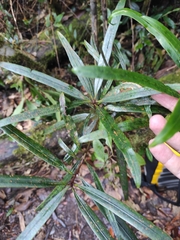 Podocarpus neriifolius