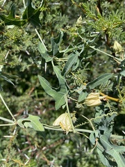 Coccinia sessilifolia sessilifolia