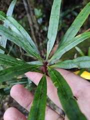Podocarpus neriifolius