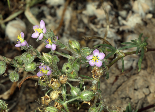 iNaturalist observation photo of Red Sand Spurrey