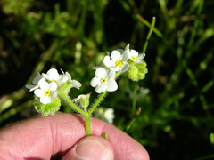 Plagiobothrys hirtus