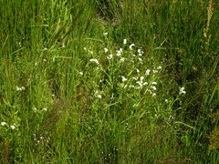 Plagiobothrys hirtus