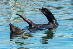 Arctocephalus pusillus