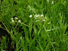 Plagiobothrys hirtus