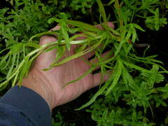 Plagiobothrys hirtus