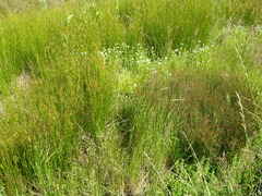 Plagiobothrys hirtus