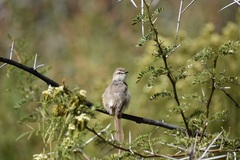 Prinia flavicans