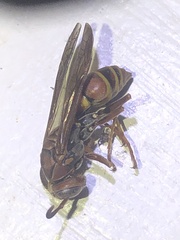 Polistes exclamans