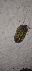Armadillidium granulatum