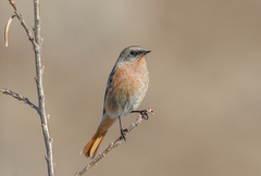 Phoenicurus erythronotus