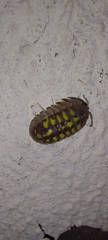 Armadillidium granulatum