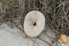 Clypeaster rosaceus