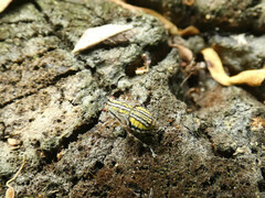 Aetalion reticulatum