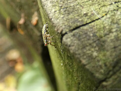 Aetalion reticulatum