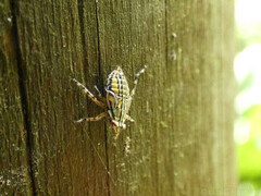 Aetalion reticulatum