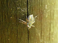 Aetalion reticulatum