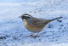 Prunella atrogularis
