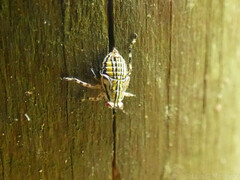 Aetalion reticulatum