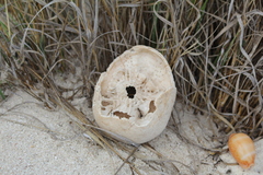 Clypeaster rosaceus