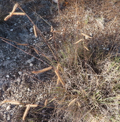 Bouteloua pectinata