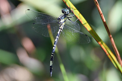 Parasynthemis regina