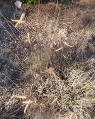 Bouteloua pectinata