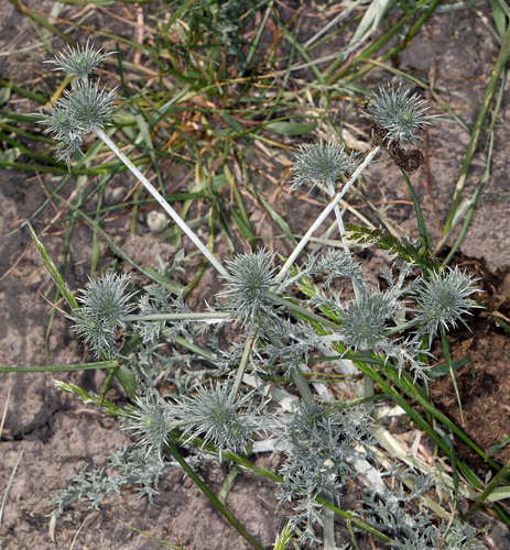 iNaturalist observation photo of Great Valley Coyote-thistle