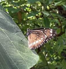 Euploea core corinna