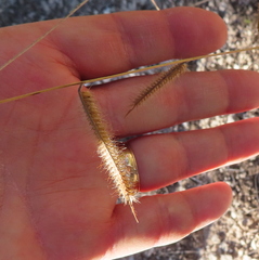 Bouteloua pectinata