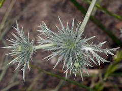 Eryngium castrense