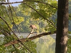 Haliaeetus leucocephalus
