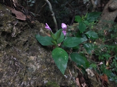 Dicliptera tinctoria