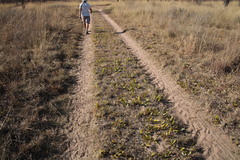 Parinari capensis capensis