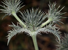 Eryngium castrense