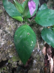 Dicliptera tinctoria