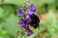 Bombus wurflenii